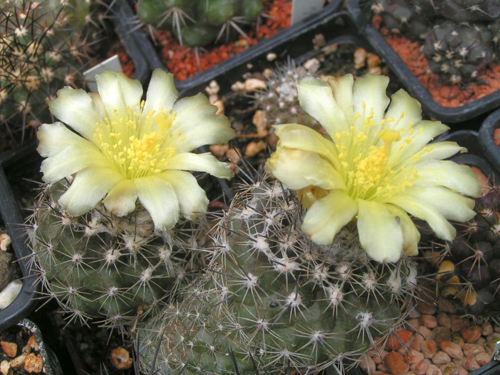 Copiapoa humilis